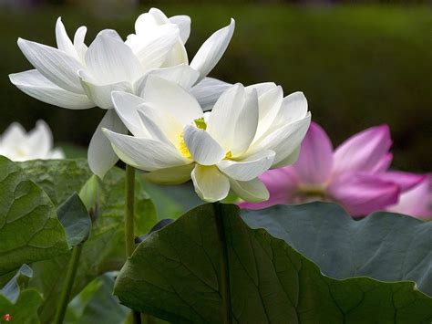  「蓮の花の舞踏」：静寂の中に咲く生命力と、永遠の美