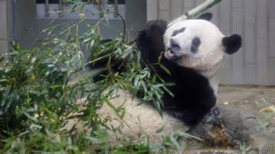 上野動物園 駐車場 おすすめ そして、なぜパンダは駐車場で瞑想するのか？