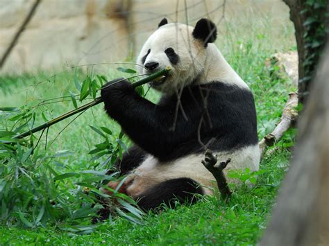 上野動物園 駐車場 なぜパンダは駐車場で竹を食べないのか？